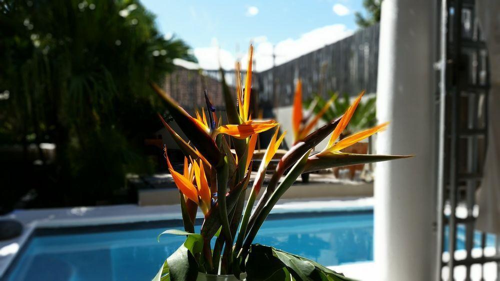 Jardin D'Ebene Boutique Guesthouse Cape Town Luaran gambar